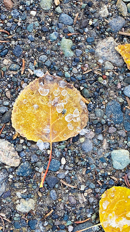 落在白杨叶上的冻雨