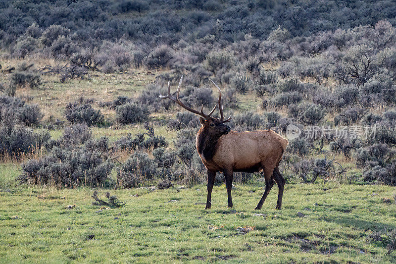 在美国西北部的北美黄石公园，蒙大拿公麋鹿正在放牧麋鹿