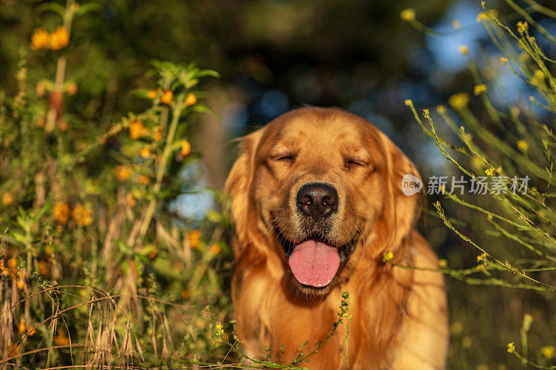 在温暖的午后阳光下，金毛猎犬在草地上散步的肖像。