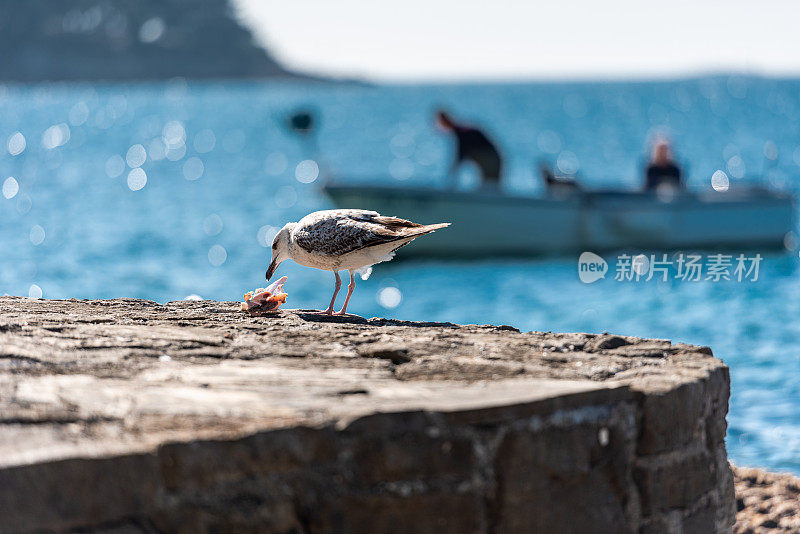 饥饿的海鸥在渔村附近的码头上吃鱼