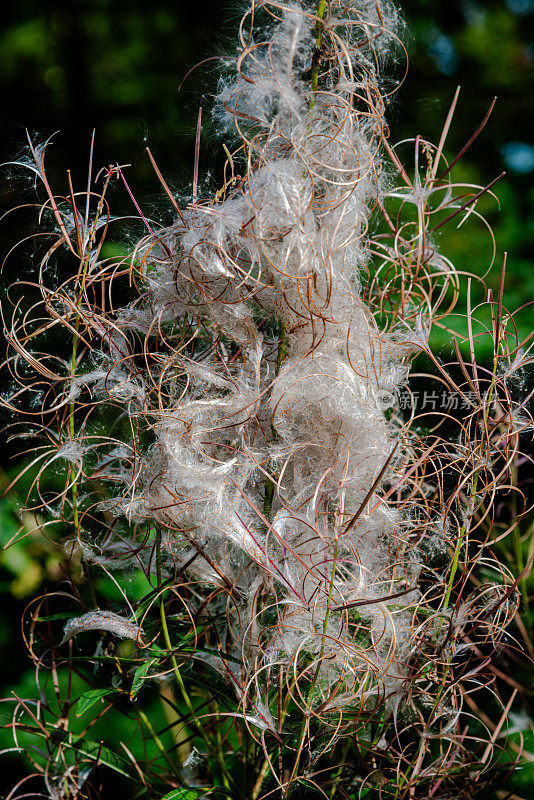 野生马利筋植物在秋天通过风传播种子