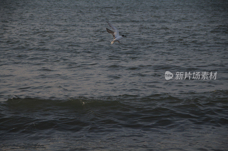 海鸥在波涛的怒吼中低飞