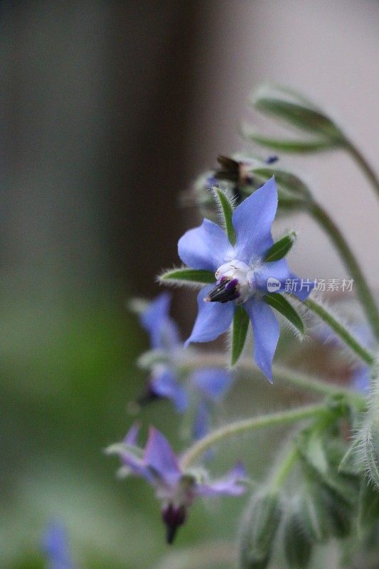 琉璃苣草本植物毛茸茸的叶子和芽