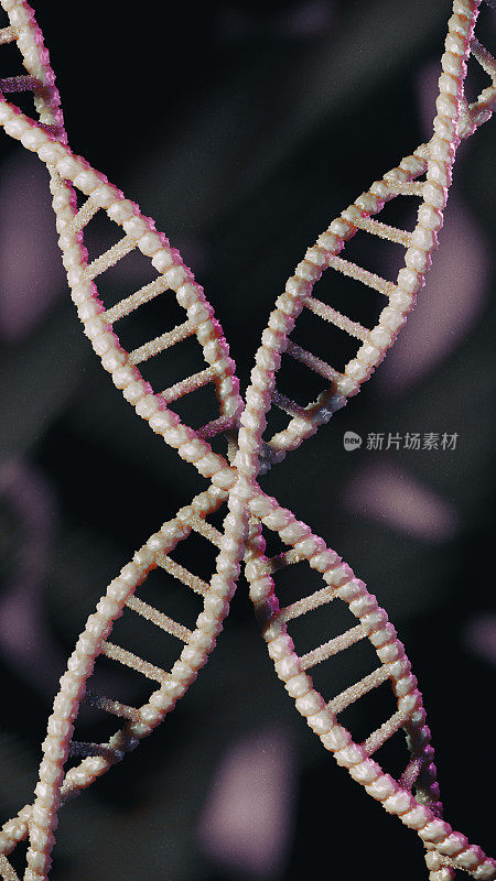 DNA结构的宏观照片:双螺旋DNA分子与核苷酸的详细视图。蝴蝶dna