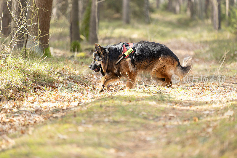 德国牧羊犬在森林里训练搜救犬