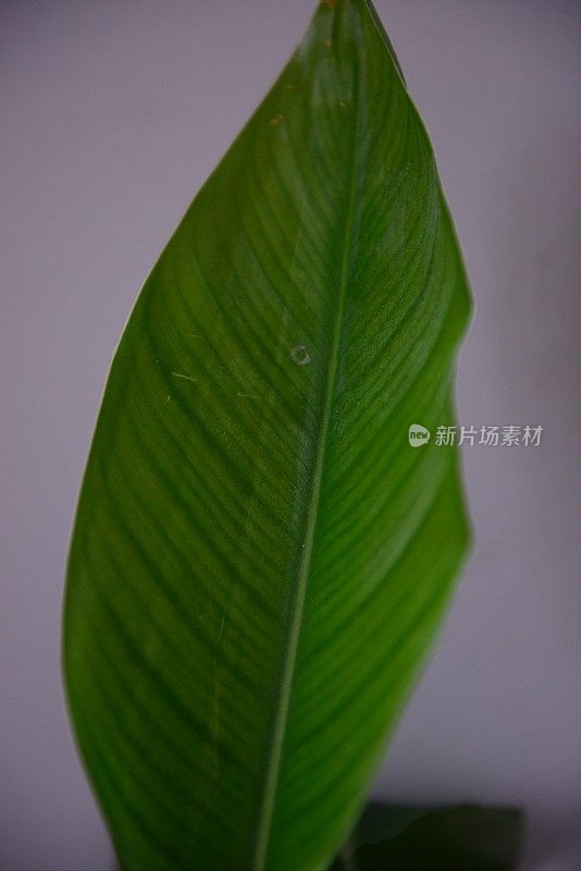 郁郁葱葱的绿色霍雅植物叶子的特写