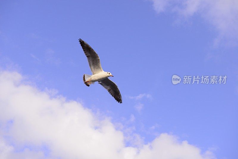 海鸥在多云的天空中飞翔