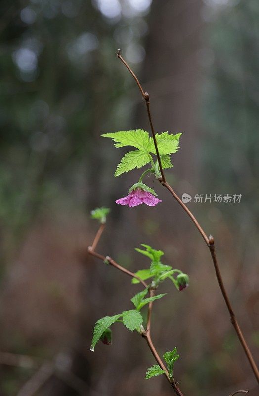 加拿大森林边缘的沙门莓