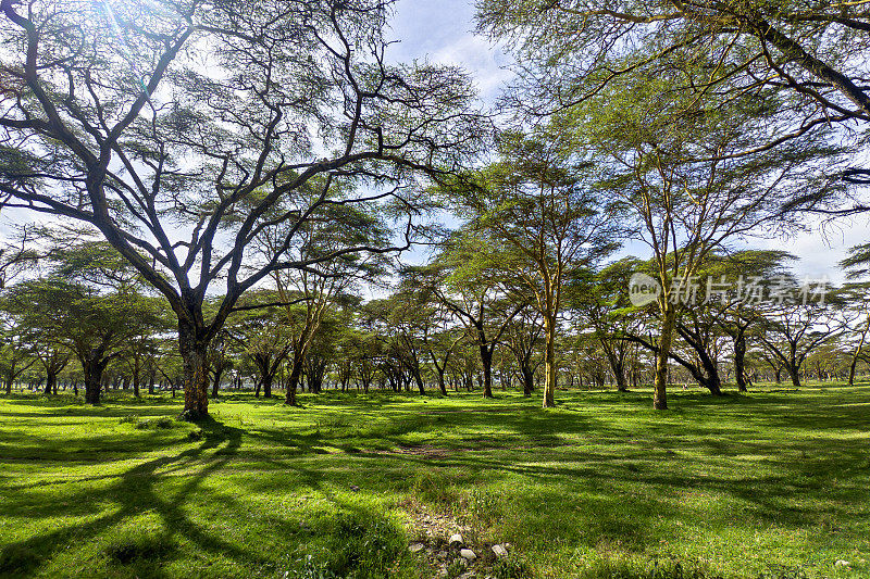 坦桑尼亚恩戈罗恩戈罗公园的金合欢树和美丽的非洲稀树草原景观