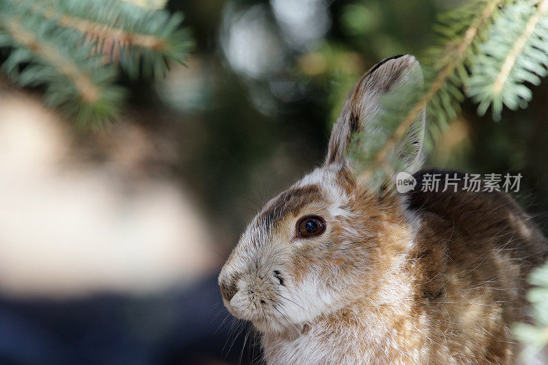 冷杉树下穿着棕色毛皮的雪鞋兔的肖像。