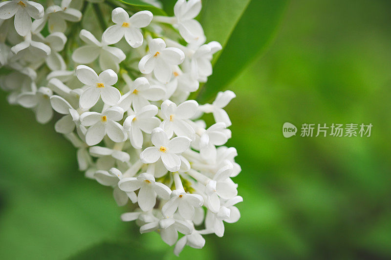 丁香花靠近背景