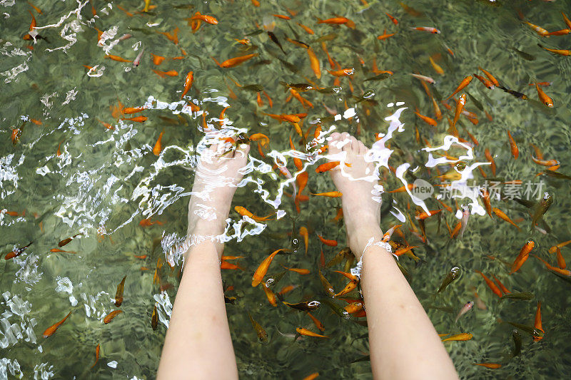台湾胶溪乡的温泉鱼，鱼会吃人脚上的皮肤角质层。