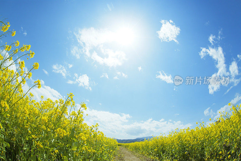 阳光在天空中照耀着一片片油菜花。日本长野县Iiyama