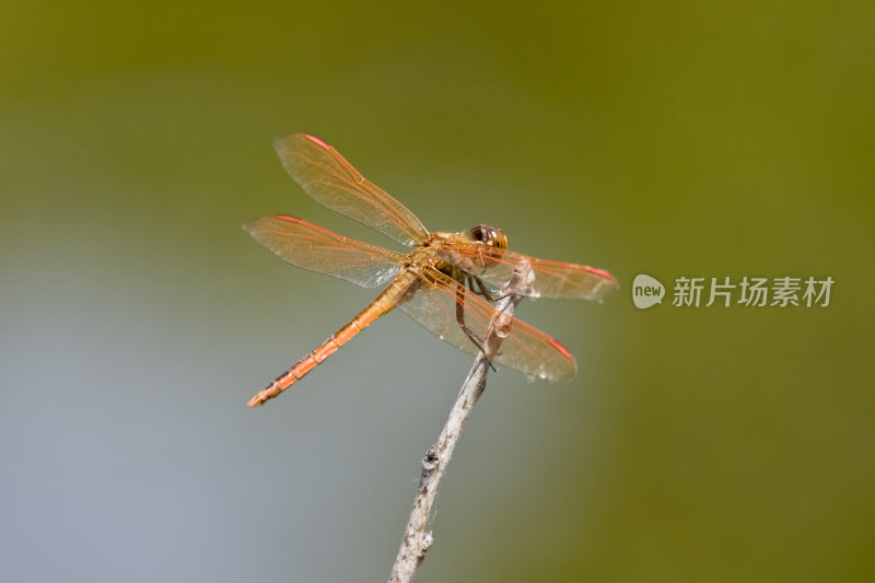 金翅蜻蜓(雄性)