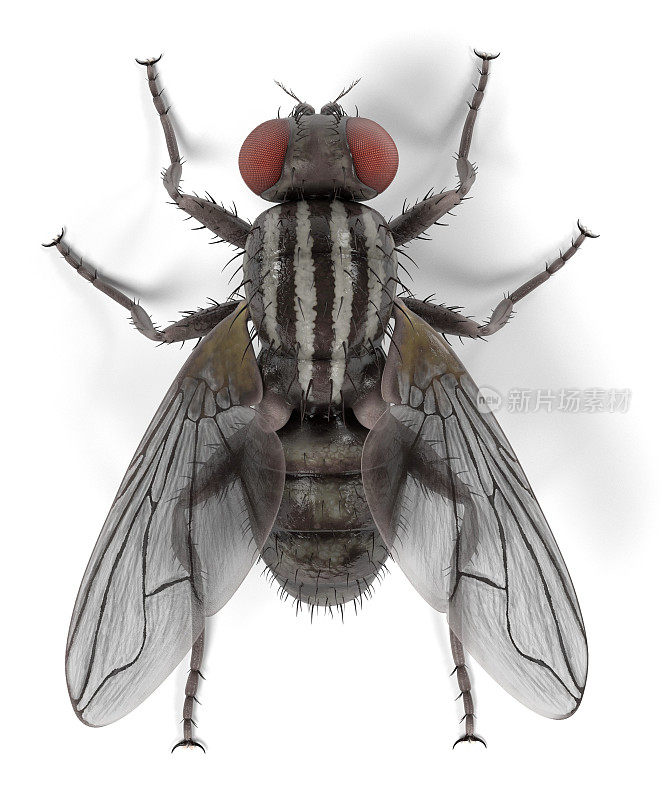 家蝇，一种常见的苍蝇