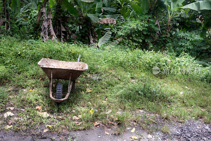 特立尼达和多巴岛的独轮手推车和香蕉树