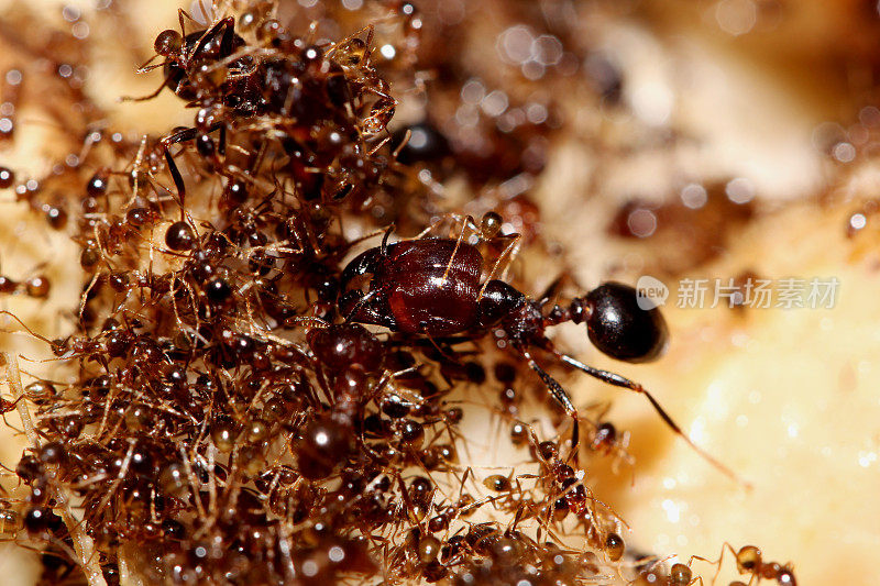 地上的蚂蚁。宏