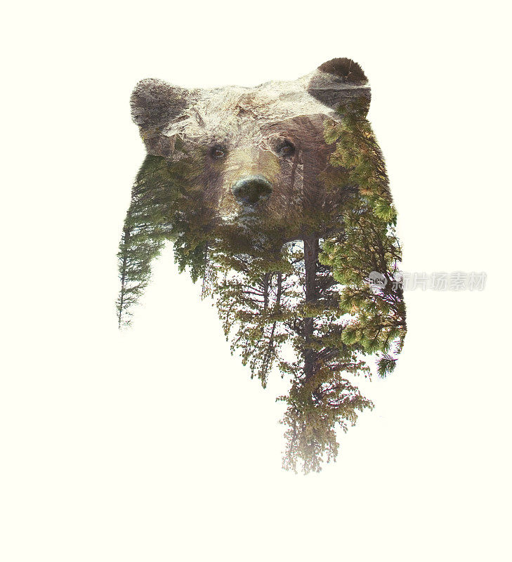 熊和绿色森林的双重曝光人像。
