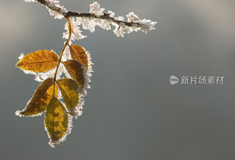 一根狗的细枝挂着白霜