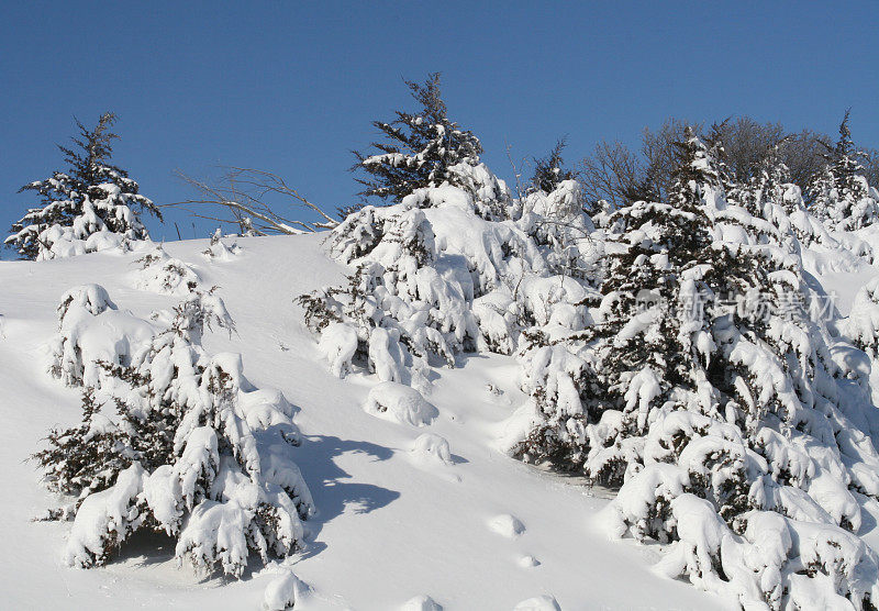 雪松上的大雪