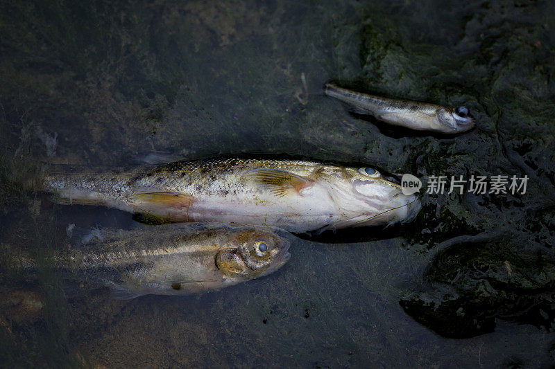 被污染的河流中的死鱼