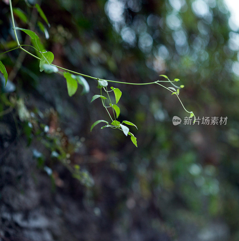 小景深全景技术:植物分支