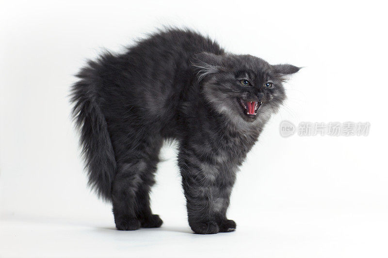 愤怒的银色西伯利亚猫小猫在白墙前