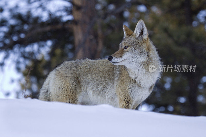 警觉的郊狼在科罗拉多州雪洛矶山国家公园冬天