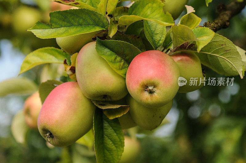 苹果树旁有一批青苹果