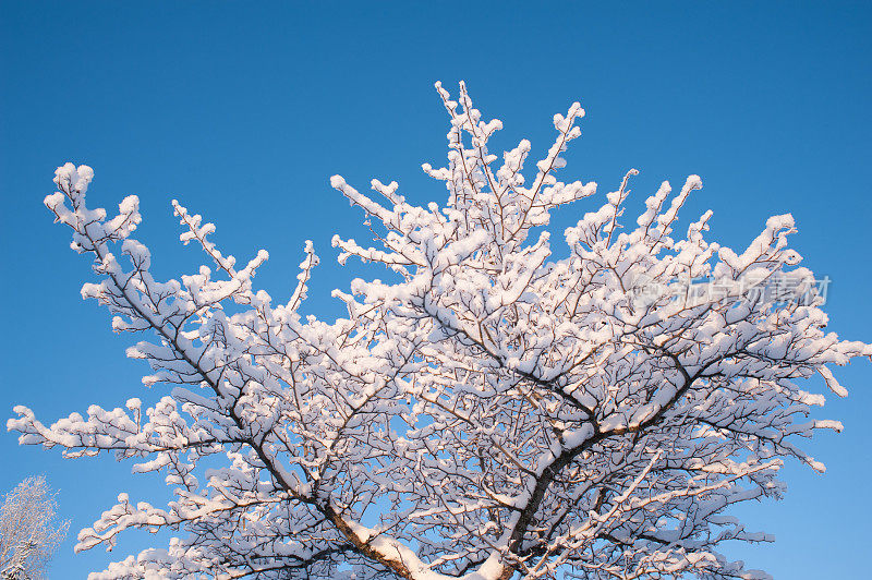 白雪覆盖着山楂