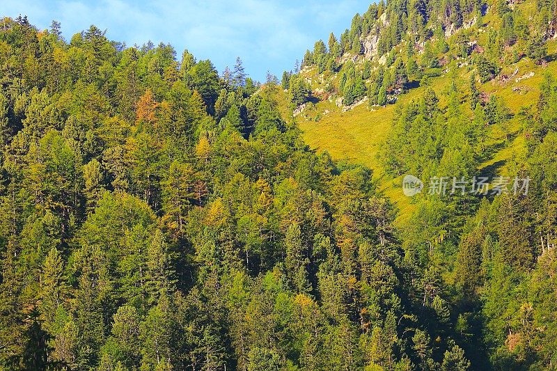 高山松林郁郁葱葱，森林格局背景——瑞士