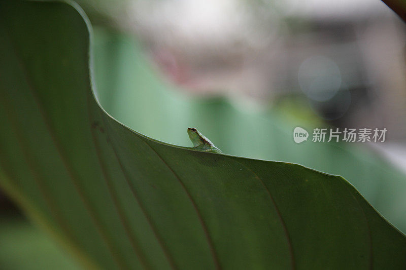 巴西亚马逊的小树蛙坐在绿叶上