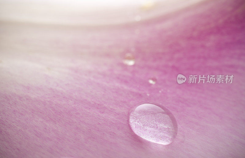 水滴在郁金香花瓣上的抽象图片