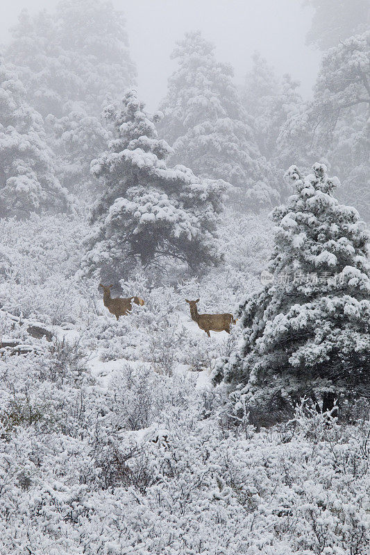 派克国家森林大雪中的麋鹿