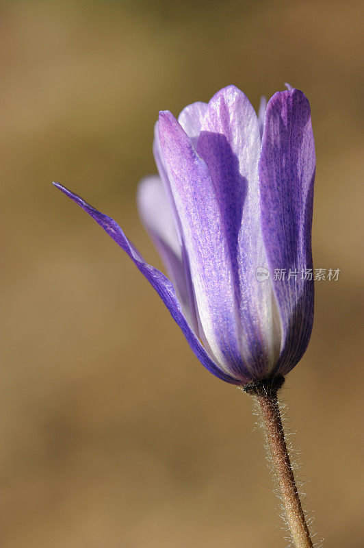 紫色的野花