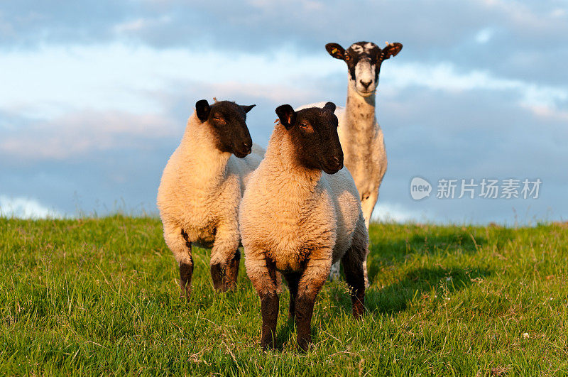 英国湖区:母羊和羊羔