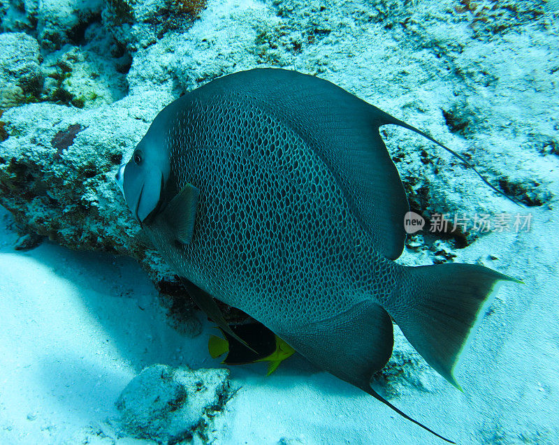 深海自然和海洋生物中的珍奇鱼类，加勒比海