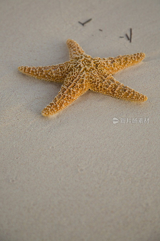 海星在沙滩上