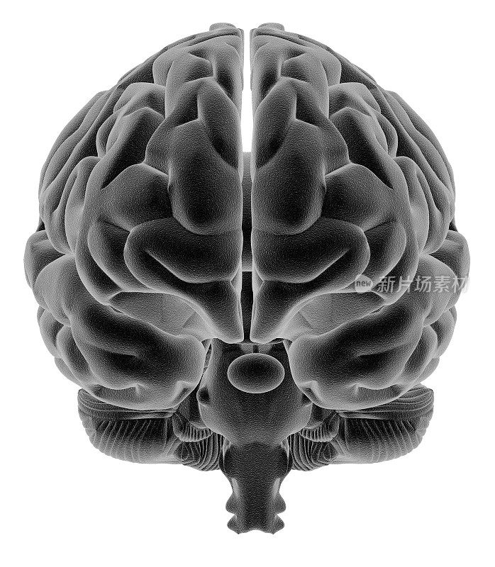 人类大脑的正面视图