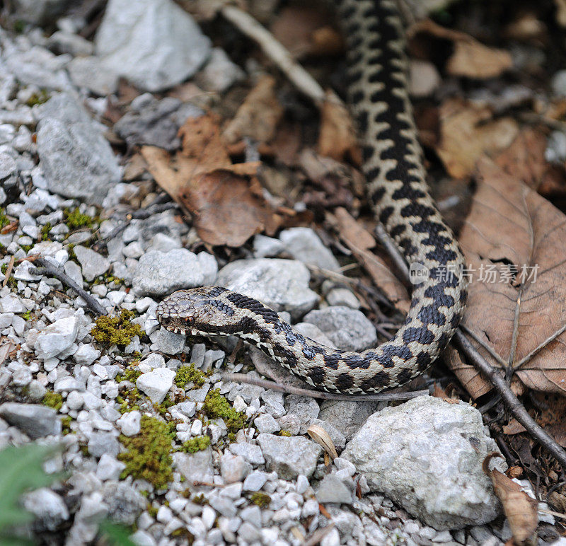 生活在奥地利阿尔卑斯山野生动物中的年轻欧洲蝰蛇(白蝰蛇)