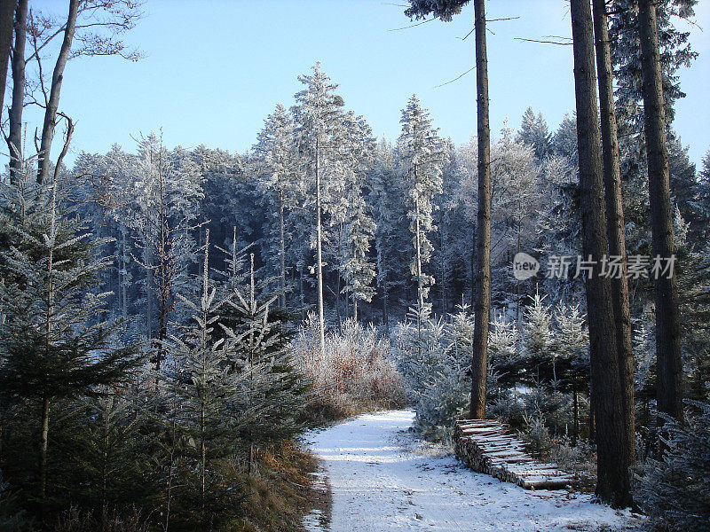 冬天的景观与雪和冷杉在黑森林