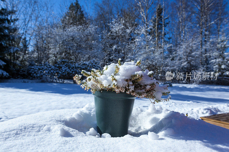 冬季花园与石南植物在雪