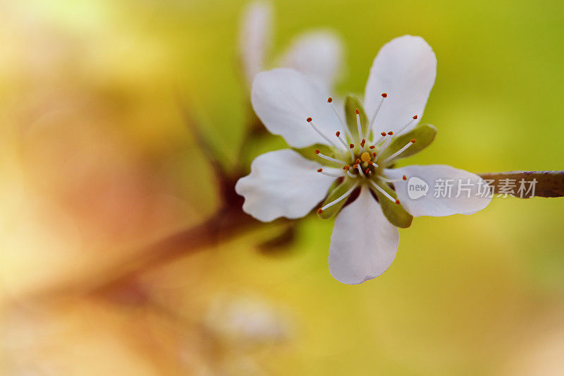 苹果树开花