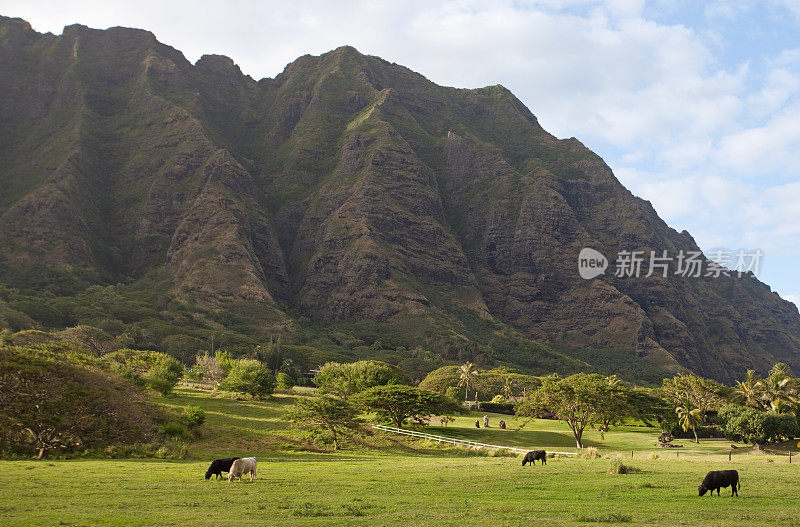 位于夏威夷瓦胡岛上的牧场