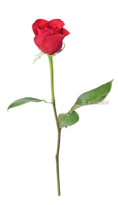 单茎红玫瑰
