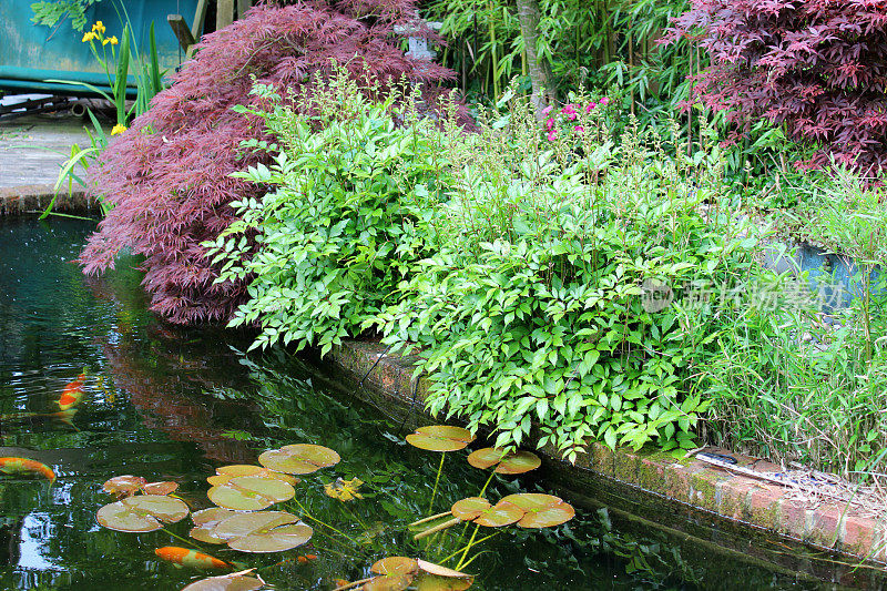 池塘里有睡莲、落妇花、金鱼和锦鲤