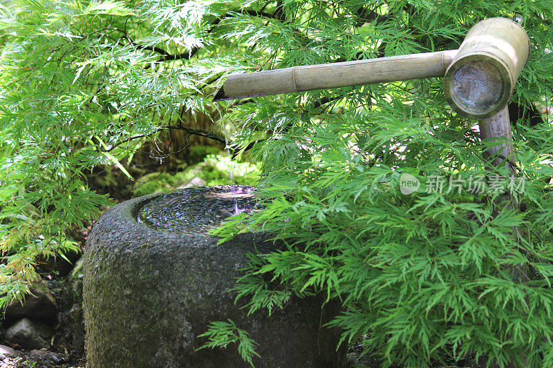 日本花园的花岗岩水盆，绿枫树(夏木八)