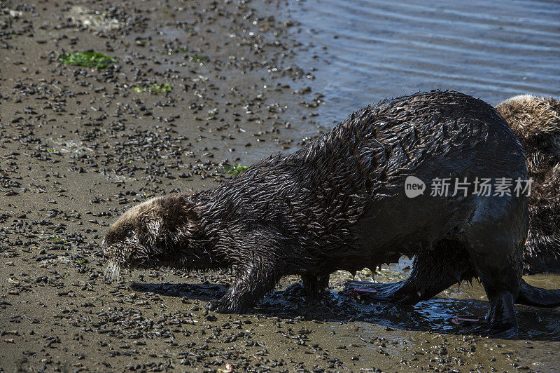 野生海獭在岸上行走的特写镜头