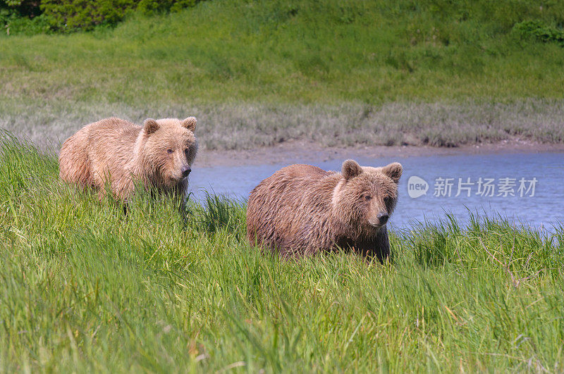 两只棕熊在河边散步