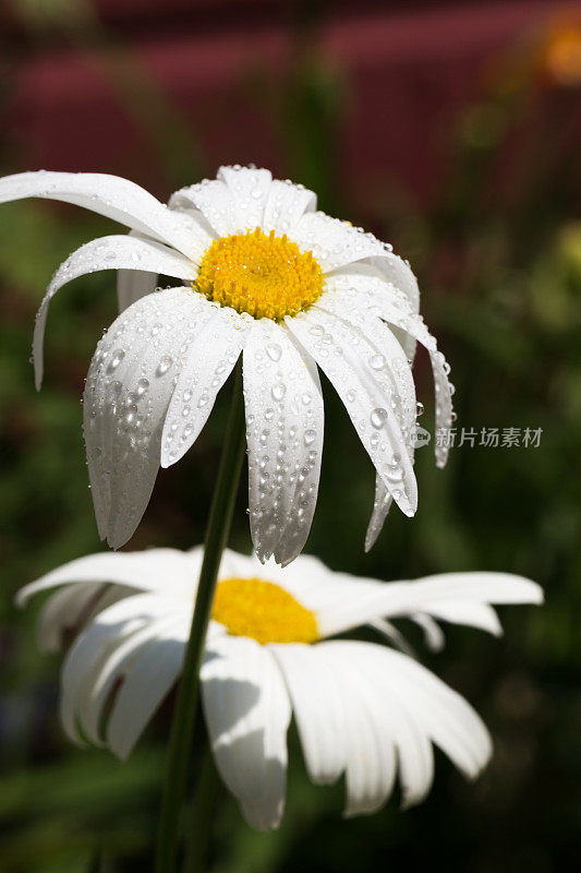 雨点落在白色的沙斯塔雏菊上